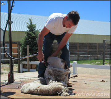 sheep shearing